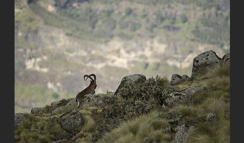 Äthiopischer Steinbock (Capra walie)