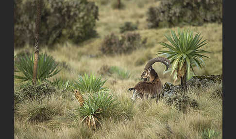 Äthiopischer Steinbock (Capra walie)