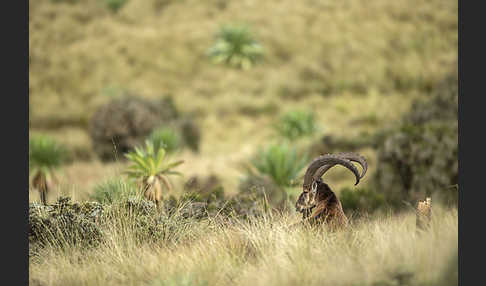 Äthiopischer Steinbock (Capra walie)