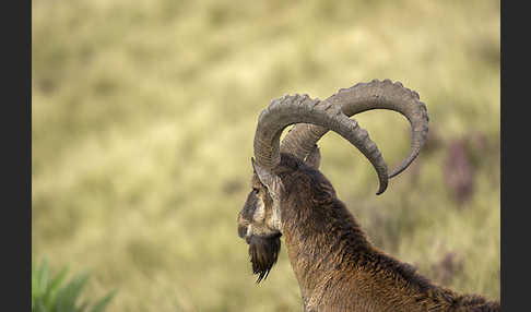 Äthiopischer Steinbock (Capra walie)