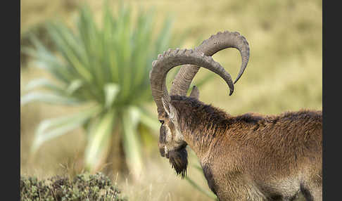 Äthiopischer Steinbock (Capra walie)