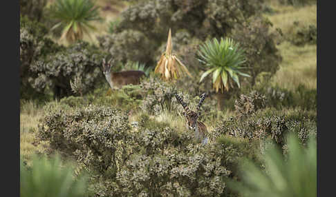 Äthiopischer Steinbock (Capra walie)