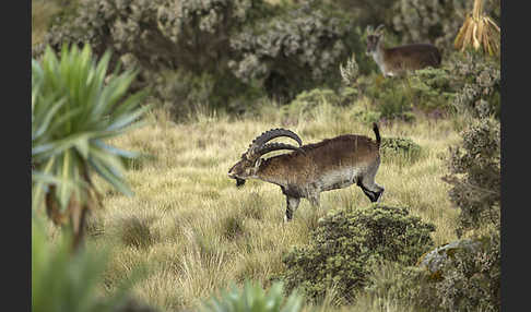 Äthiopischer Steinbock (Capra walie)