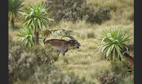 Äthiopischer Steinbock (Capra walie)