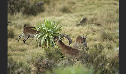 Äthiopischer Steinbock (Capra walie)