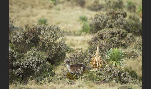 Äthiopischer Steinbock (Capra walie)