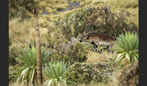 Äthiopischer Steinbock (Capra walie)