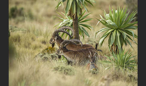 Äthiopischer Steinbock (Capra walie)