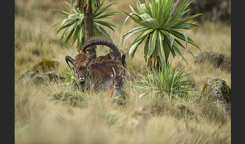 Äthiopischer Steinbock (Capra walie)