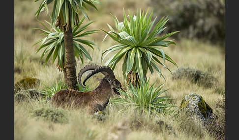 Äthiopischer Steinbock (Capra walie)