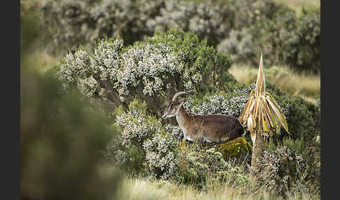 Äthiopischer Steinbock (Capra walie)