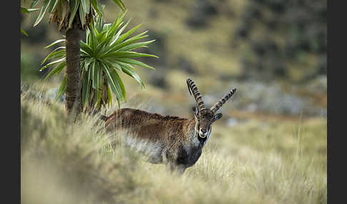 Äthiopischer Steinbock (Capra walie)