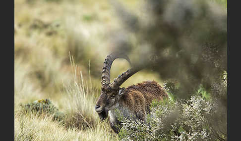 Äthiopischer Steinbock (Capra walie)