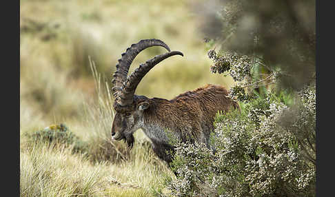 Äthiopischer Steinbock (Capra walie)