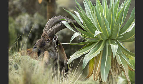 Äthiopischer Steinbock (Capra walie)