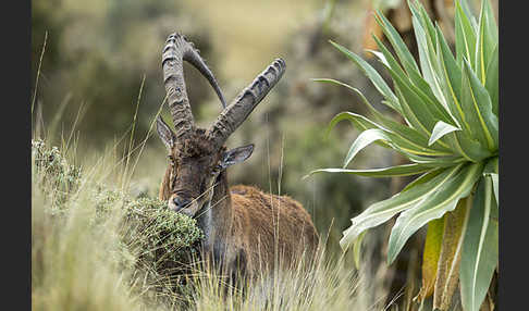 Äthiopischer Steinbock (Capra walie)