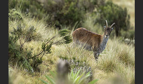 Äthiopischer Steinbock (Capra walie)