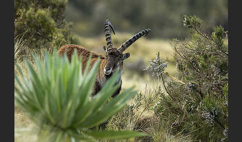 Äthiopischer Steinbock (Capra walie)