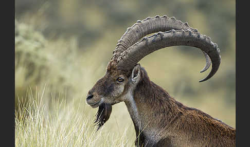 Äthiopischer Steinbock (Capra walie)