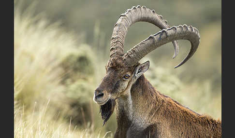 Äthiopischer Steinbock (Capra walie)