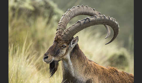 Äthiopischer Steinbock (Capra walie)