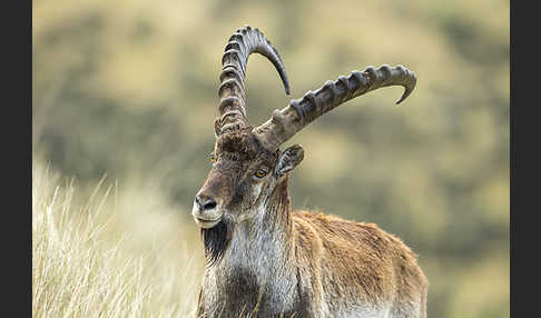 Äthiopischer Steinbock (Capra walie)