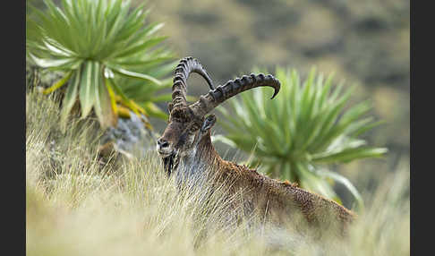 Äthiopischer Steinbock (Capra walie)