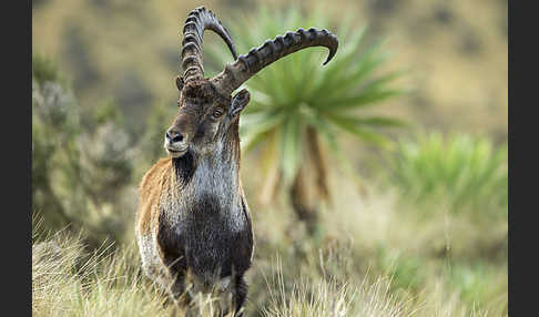 Äthiopischer Steinbock (Capra walie)