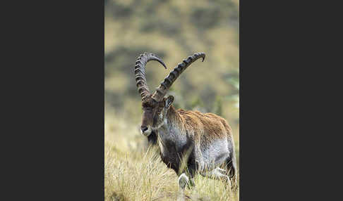 Äthiopischer Steinbock (Capra walie)