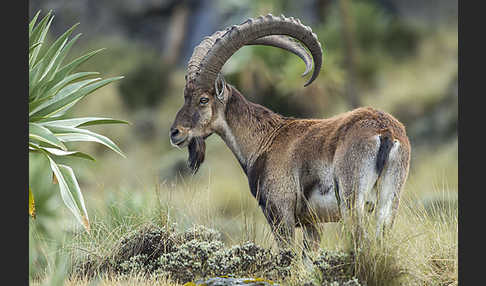 Äthiopischer Steinbock (Capra walie)