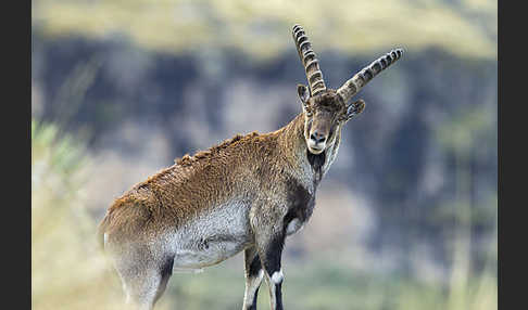 Äthiopischer Steinbock (Capra walie)