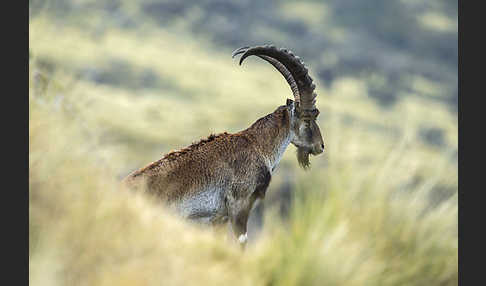 Äthiopischer Steinbock (Capra walie)