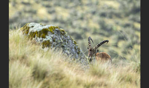 Äthiopischer Steinbock (Capra walie)