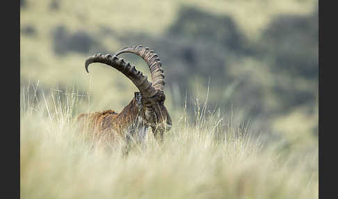 Äthiopischer Steinbock (Capra walie)