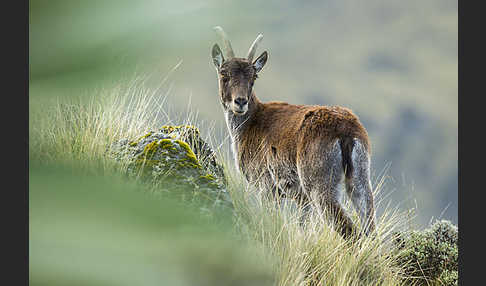 Äthiopischer Steinbock (Capra walie)