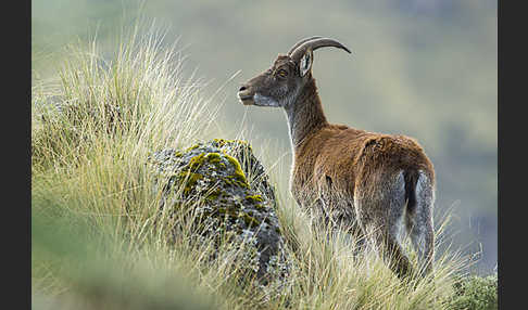 Äthiopischer Steinbock (Capra walie)