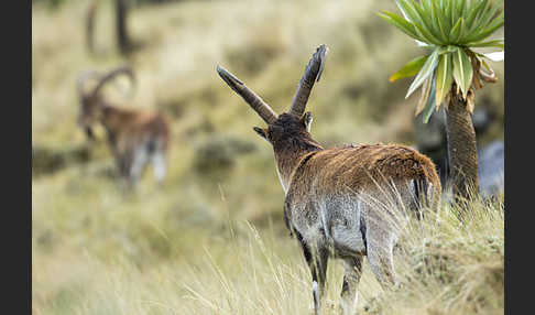 Äthiopischer Steinbock (Capra walie)