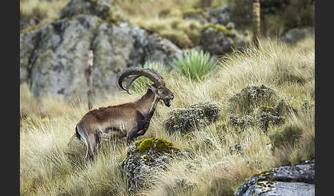 Äthiopischer Steinbock (Capra walie)