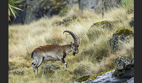 Äthiopischer Steinbock (Capra walie)