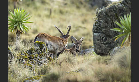 Äthiopischer Steinbock (Capra walie)