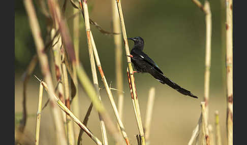 Baumhopf (Phoeniculus purpureus)