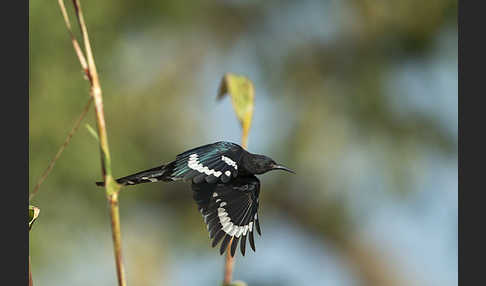 Baumhopf (Phoeniculus purpureus)