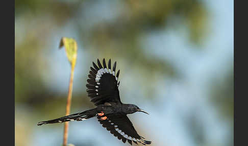 Baumhopf (Phoeniculus purpureus)