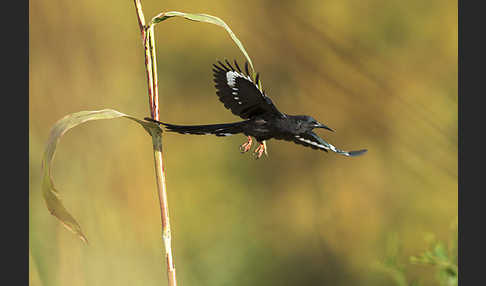 Baumhopf (Phoeniculus purpureus)