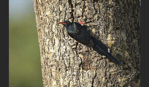 Baumhopf (Phoeniculus purpureus)