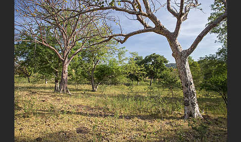 Aethiopien (Ethiopia)