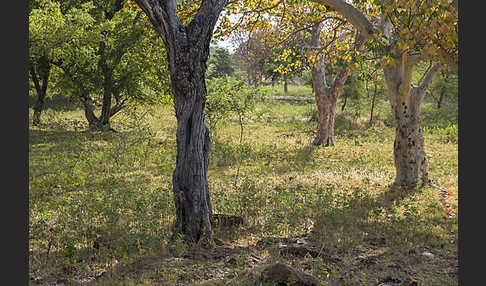 Aethiopien (Ethiopia)