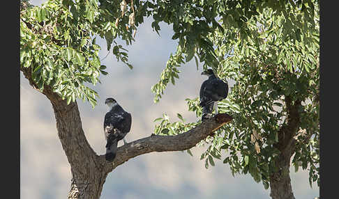 Afrikanischer Habichtsadler (Aquila spilogaster)