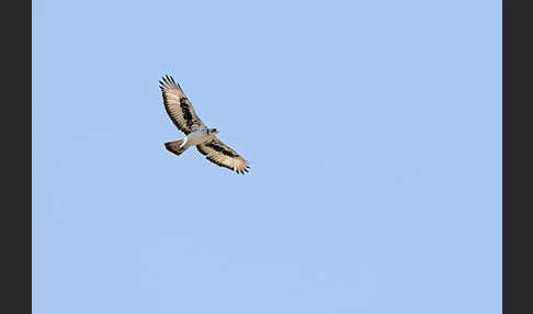 Afrikanischer Habichtsadler (Aquila spilogaster)