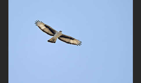 Afrikanischer Habichtsadler (Aquila spilogaster)